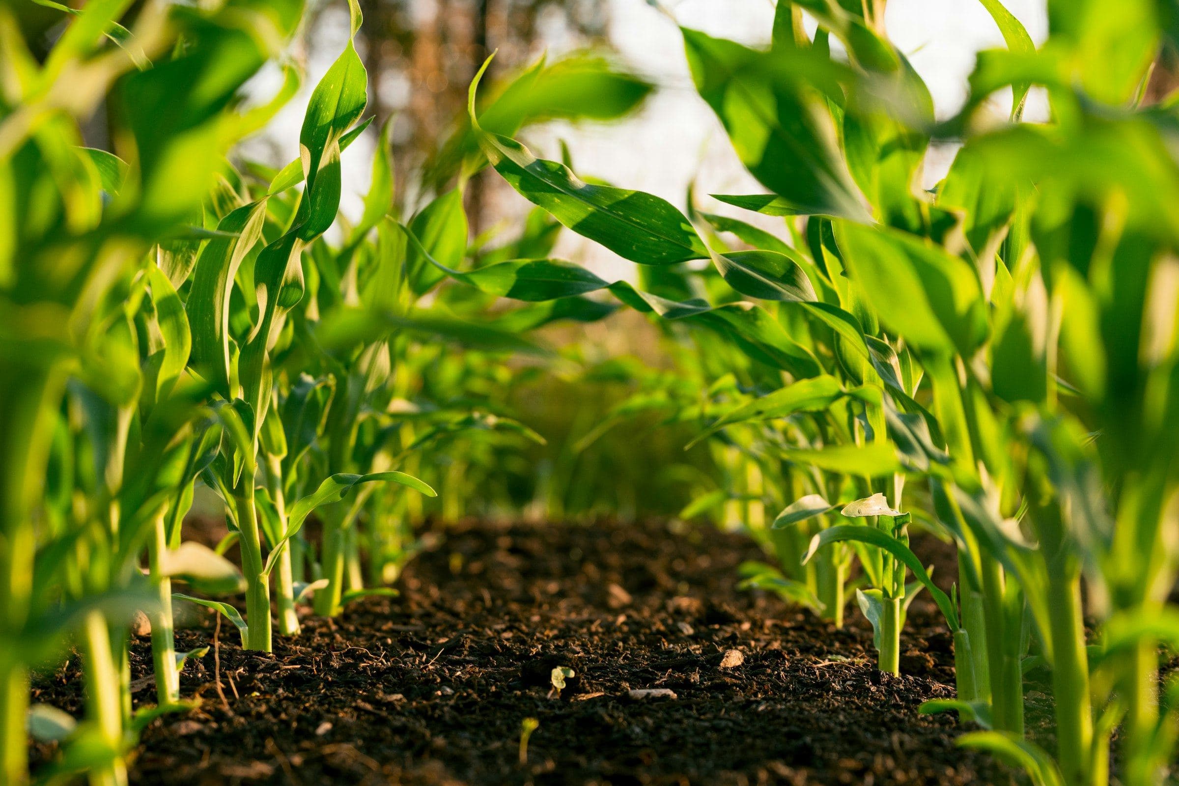 Rows of young maize plants in dark, freshly worked soil